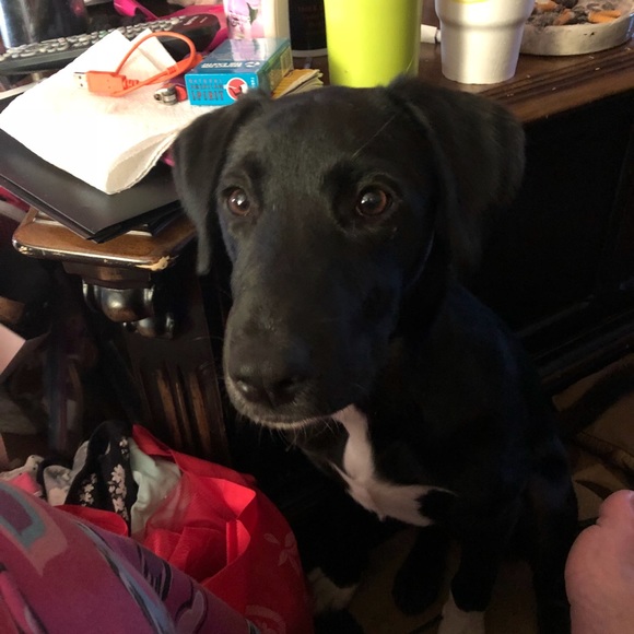 Celebrity Furbaby of the day 2/22/18 JasperStorm - Picture 6 of 8